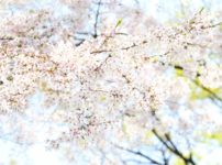 葉桜の季節に君を想うということ　考察