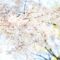 葉桜の季節に君を想うということ　考察